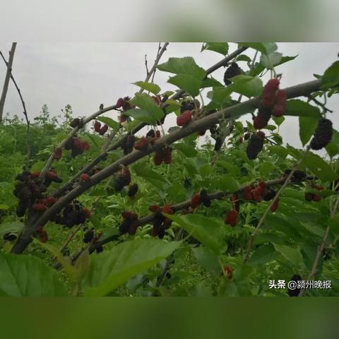 阜阳天气,四季流转间的平原生活 阜阳天气,四季流转间的平原生活
