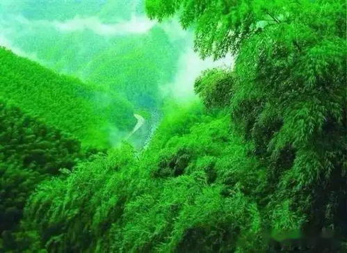 安吉天气预报，竹海深处的天气密码，藏着江南最温柔的秘密